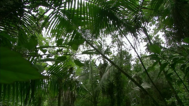 MS, PAN，热带雨林，法哈多，波多黎各视频下载