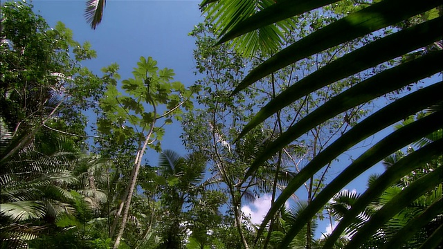 洛杉矶，PAN，热带雨林，法哈多，波多黎各视频下载