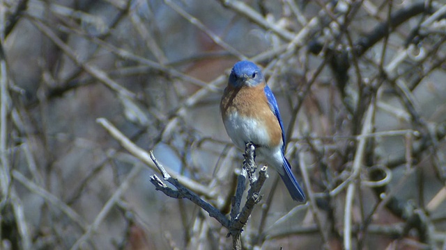 雄性蓝知更鸟栖息在加拿大安大略省的特威德树枝上视频素材