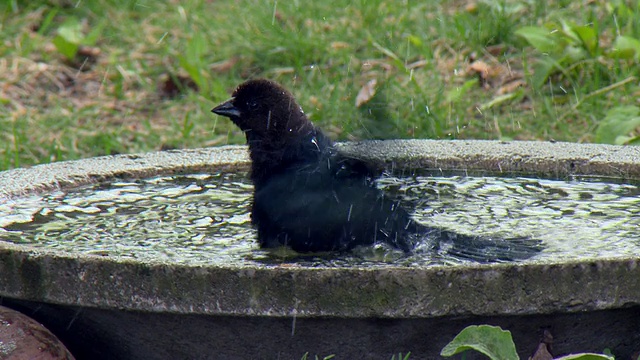 MS Brown cowbird沐浴在鸟浴/ Tweed，安大略省，加拿大视频素材