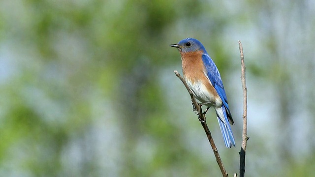 雄性东部蓝知更鸟栖息在树枝上/特威德，加拿大安大略省视频素材