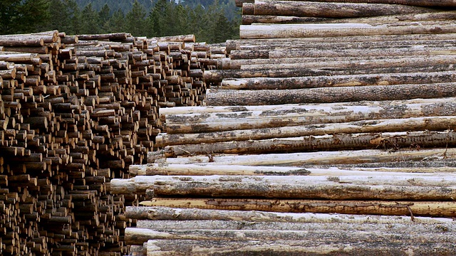 一堆原木/靠近威廉姆斯湖，加拿大不列颠哥伦比亚省视频素材