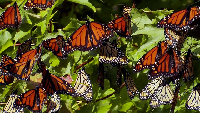 加拿大安大略省马多克，帝王蝶迁徙期间栖息在枫树上视频素材