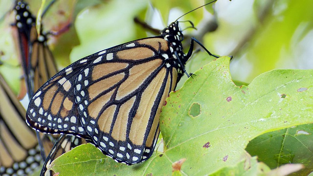 帝王蝶栖息在枫叶上/加拿大安大略省马多克视频素材