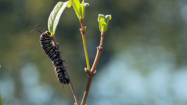 加拿大安大略省马多克，帝王蝶毛虫吃沼泽乳草视频素材