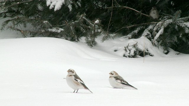 背景中两只雪鹀在雪地上，一只麻雀在树上。加拿大安大略省视频素材
