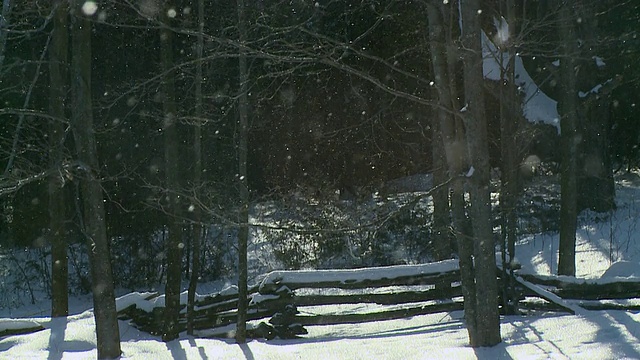 加拿大安大略省，特威德，冬天树上飘落的冰晶和霜冻视频素材