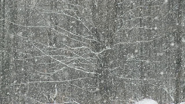 加拿大安大略省，特威德，冬天飘落在树上的雪花视频素材