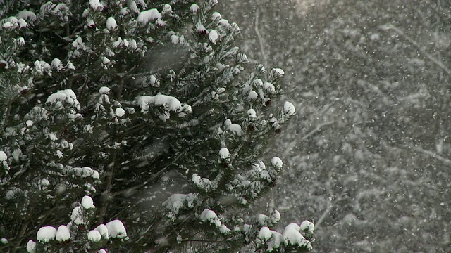 MS Snow on trees during winter / Tweed，安大略省，加拿大视频素材