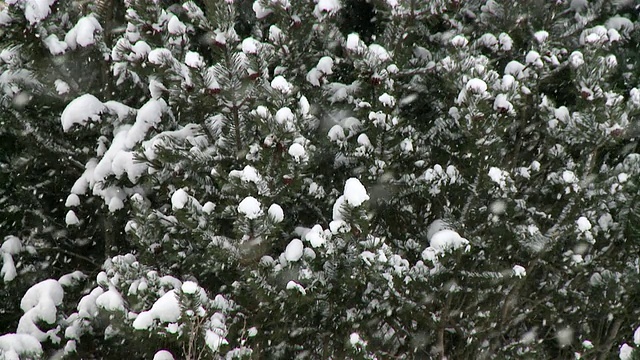 MS Snow on trees during winter / Tweed，安大略省，加拿大视频素材