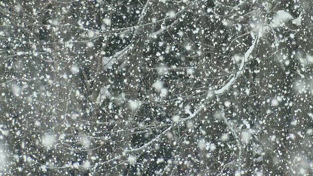 MS大雪在冬天/特威德，安大略省，加拿大视频素材