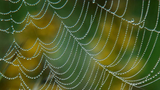清晨蜘蛛网上的露点/特威德，安大略省，加拿大视频素材