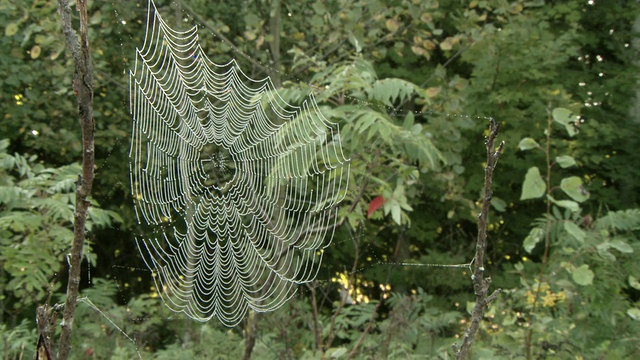MS蜘蛛网与树在背景/粗花呢，安大略省，加拿大视频素材