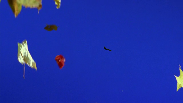 MS，秋叶在蓝色的背景下飘落视频素材