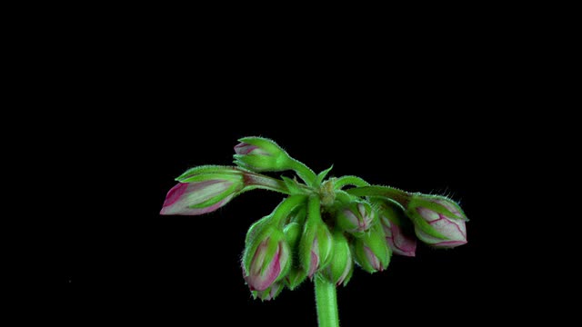 T/L, CU，粉红色天竺葵花在黑色背景下开放和枯萎视频素材