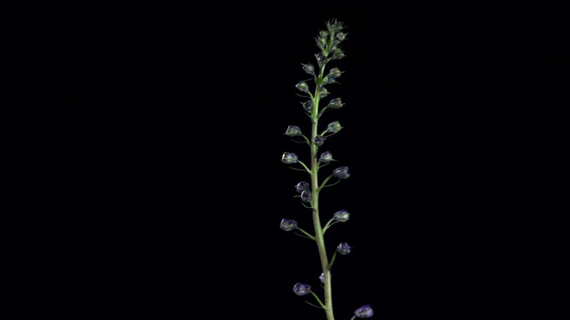 T/L, CU，蓝色飞燕草花在黑色背景下开放和枯萎视频素材