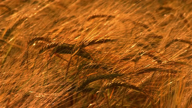 成熟的金黄大麦在微风中摇曳，夏天，英国视频素材