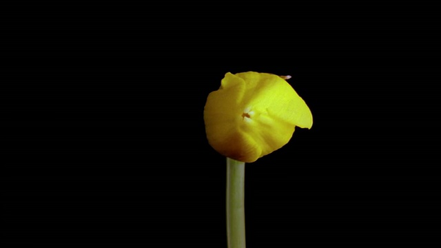 T/L, ECU，水仙花开放的黑色背景视频素材