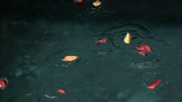中等镜头的叶子落在水面上视频素材