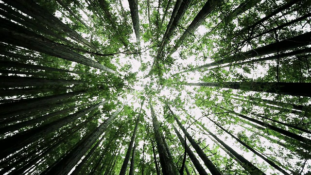 MS DS巨型森林树/加利福尼亚，美国视频下载
