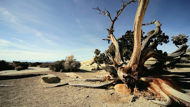 美国亚利桑那州沙漠中渴望水的WS TU树视频下载