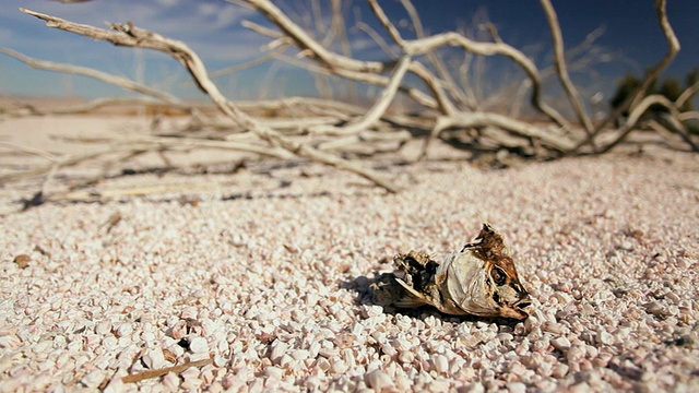 极端气候变化后，在干涸的石质湖泊上留下的树枝和鱼骨架被漂白/亚利桑那州，美国视频素材