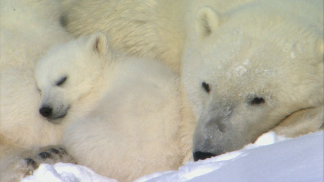 两只北极熊幼崽在雪地里摔跤/瓦普斯克国家公园，马尼托巴，加拿大视频下载