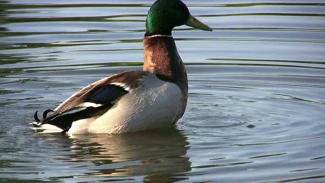 湖边的鸭子(高清)视频素材