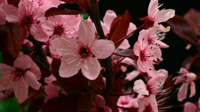 日本樱花盛开视频素材