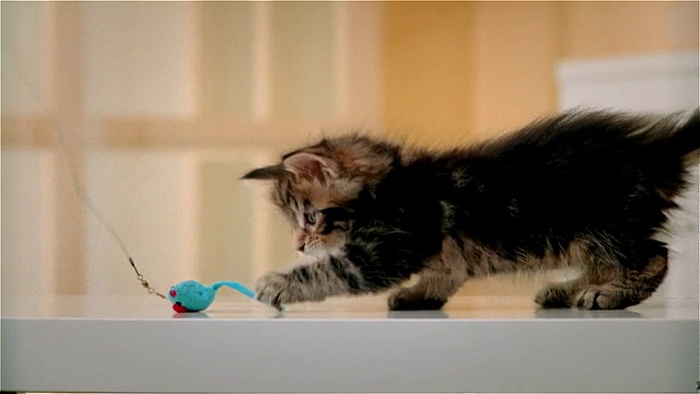 缅因州的一只小猫在玩一只人造老鼠视频素材