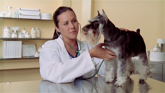 女兽医微笑着用听诊器检查迷你雪纳瑞犬视频素材