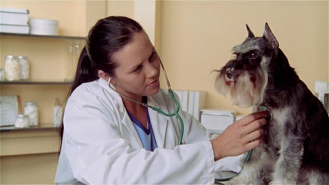 女兽医微笑着用听诊器检查迷你雪纳瑞犬视频素材