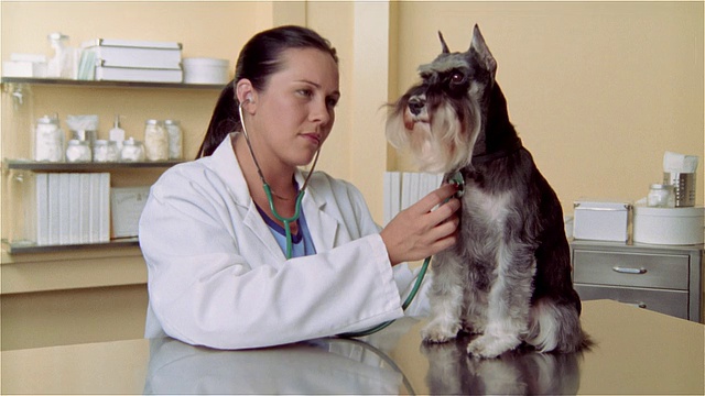 女兽医用听诊器检查迷你雪纳瑞犬视频素材