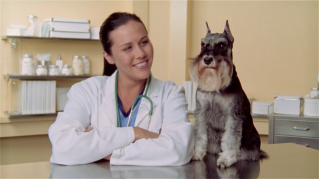 CU，女兽医和迷你雪纳瑞犬在检查台上，肖像视频素材