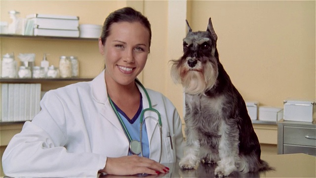 CU，女兽医和迷你雪纳瑞犬在检查台上，肖像视频素材