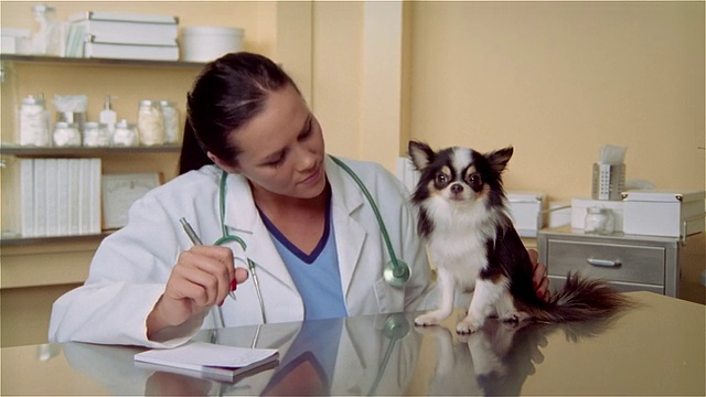 CU, ZI，女兽医在写处方，长毛吉娃娃坐在检查台上视频素材