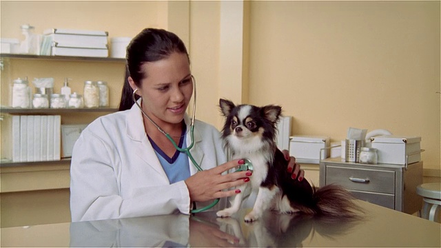 女兽医用听诊器检查长毛吉娃娃犬视频素材