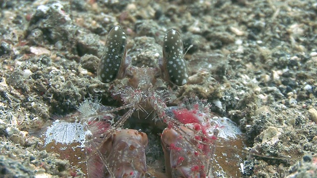 螳螂虾视频素材