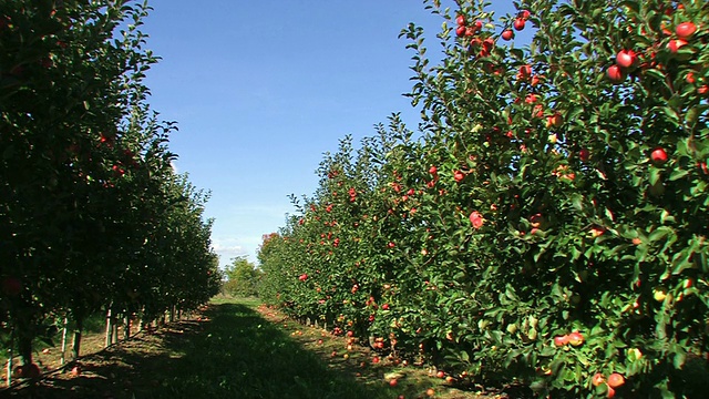 果园中的红苹果连作农业视频下载