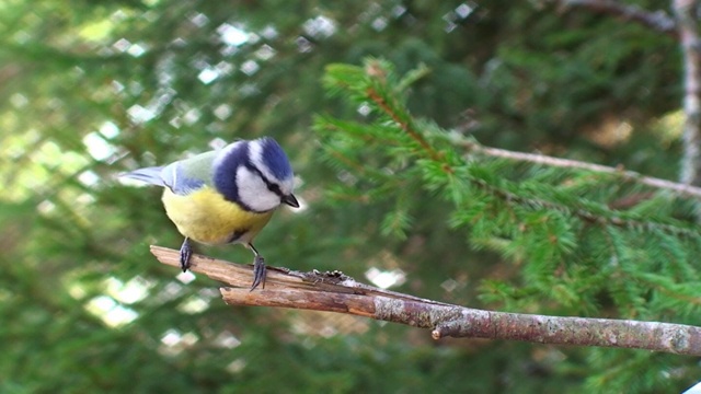 蓝山雀栖息在树枝上视频下载