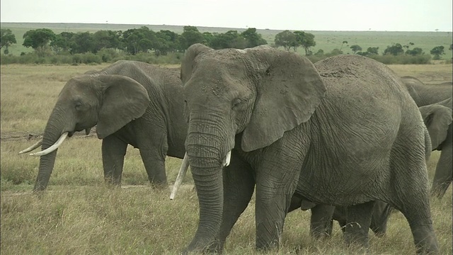 走过草原的非洲象，马赛马拉国家保护区，肯尼亚，非洲视频素材