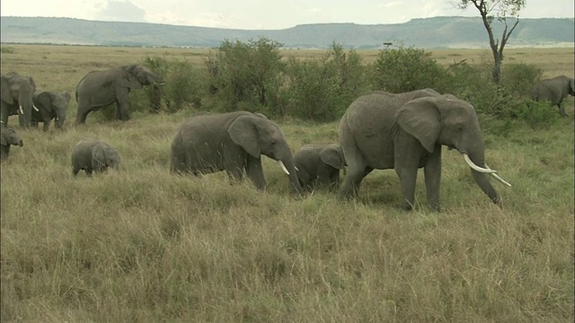 走过草原的非洲象，马赛马拉国家保护区，肯尼亚，非洲视频素材