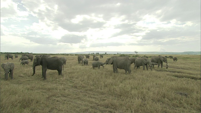 草原上的非洲象，马赛马拉国家保护区，肯尼亚，非洲视频素材