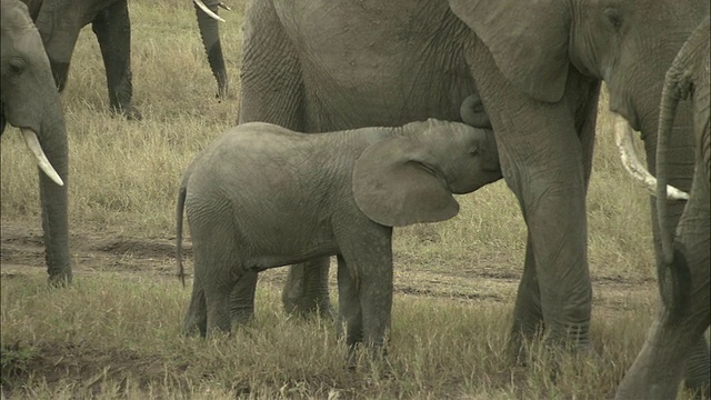 非洲象在草原上行走，马赛马拉国家保护区，肯尼亚，非洲视频素材