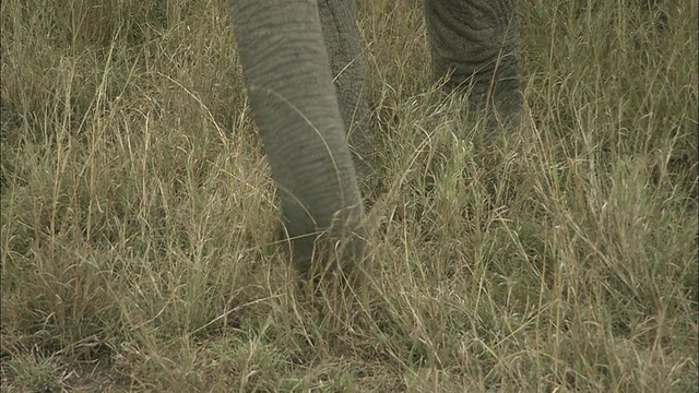 CU, TD, TU，非洲大象放牧，马赛马拉国家保护区，肯尼亚，非洲视频素材