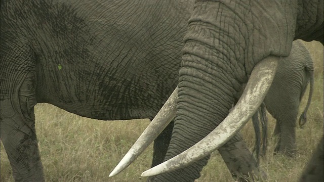 非洲大象在草地上行走，马赛马拉国家保护区，肯尼亚，非洲视频素材