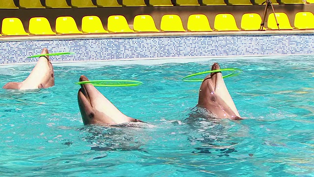 海豚在呼啦圈里玩视频素材