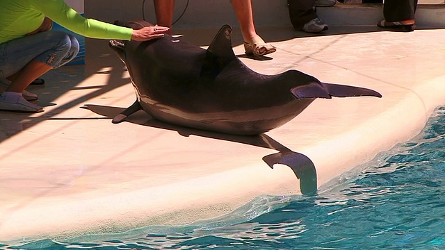 海豚在水里视频素材