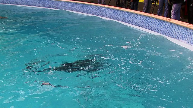 海豚在池视频素材