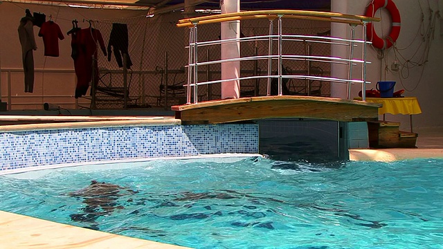泳池中的海豚模样视频素材
